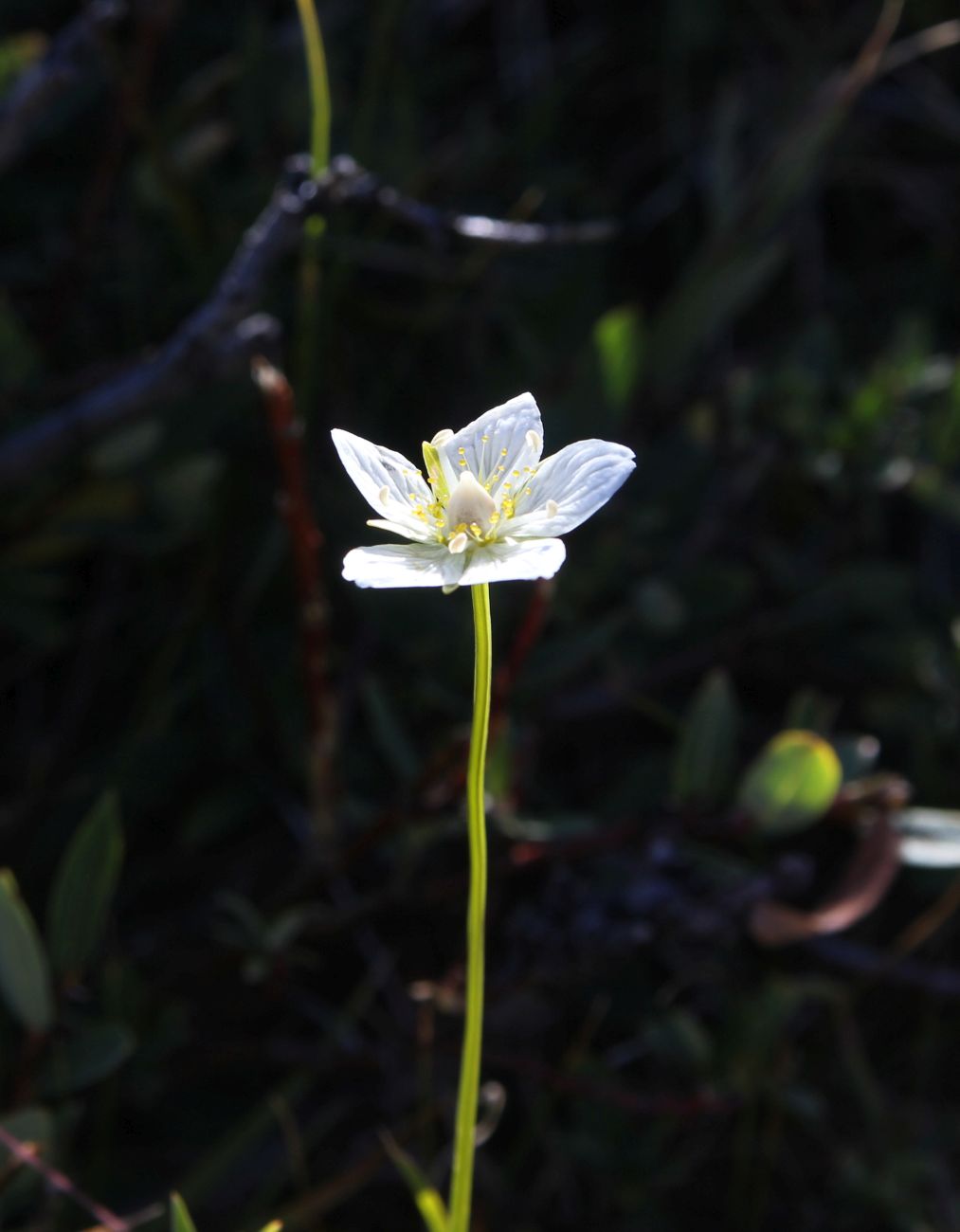 Изображение особи Parnassia palustris.