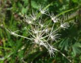 Schulzia crinita