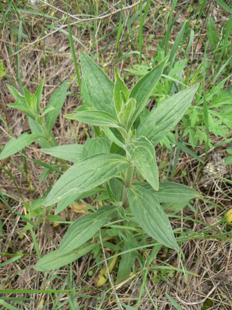 Image of Melandrium album specimen.