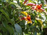 Bignonia capreolata. Цветок и листья. Абхазия, г. Сухум, Сухумский ботанический сад, в культуре. 14.05.2021.
