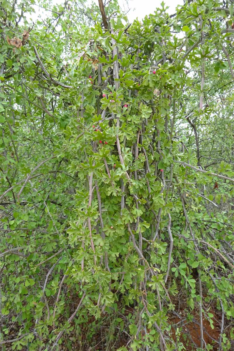 Image of Cissus cactiformis specimen.