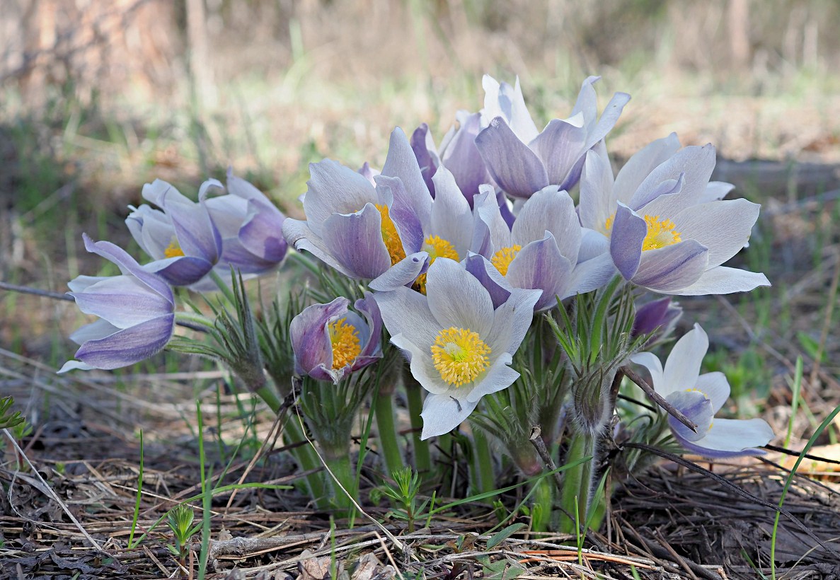 Image of Pulsatilla patens specimen.