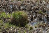 Carex appropinquata