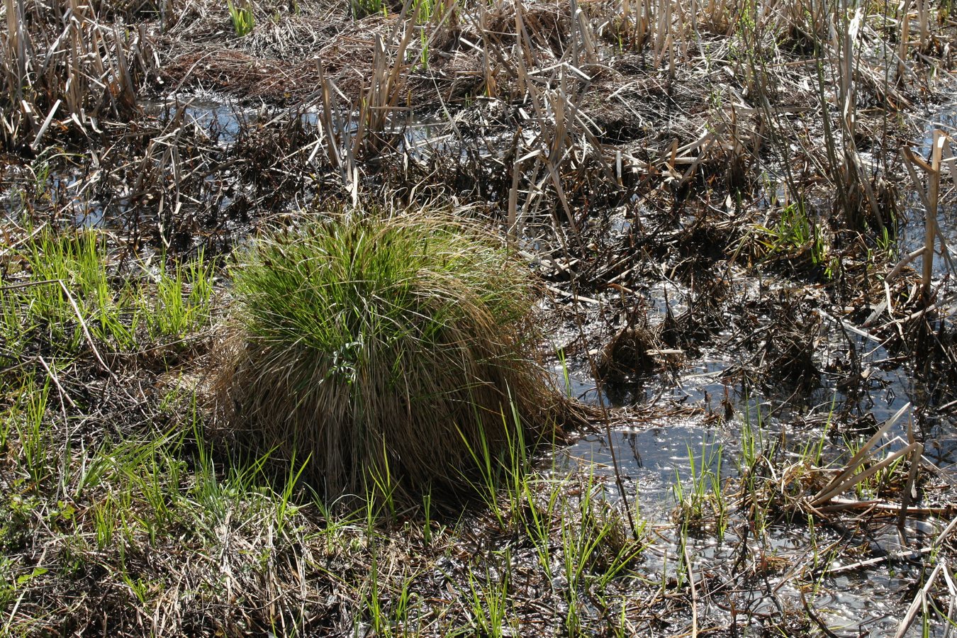 Image of Carex appropinquata specimen.