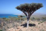 Euphorbia arbuscula