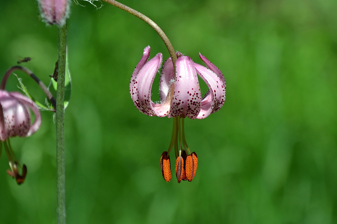 Image of Lilium martagon specimen.