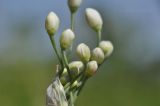 Allium ramosum