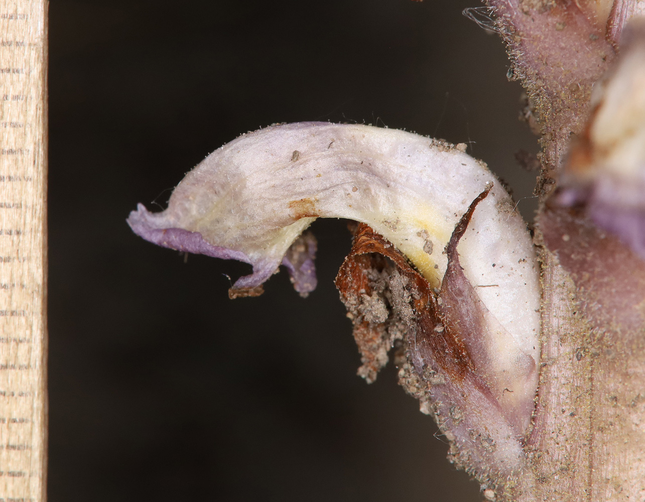 Image of Orobanche cumana specimen.