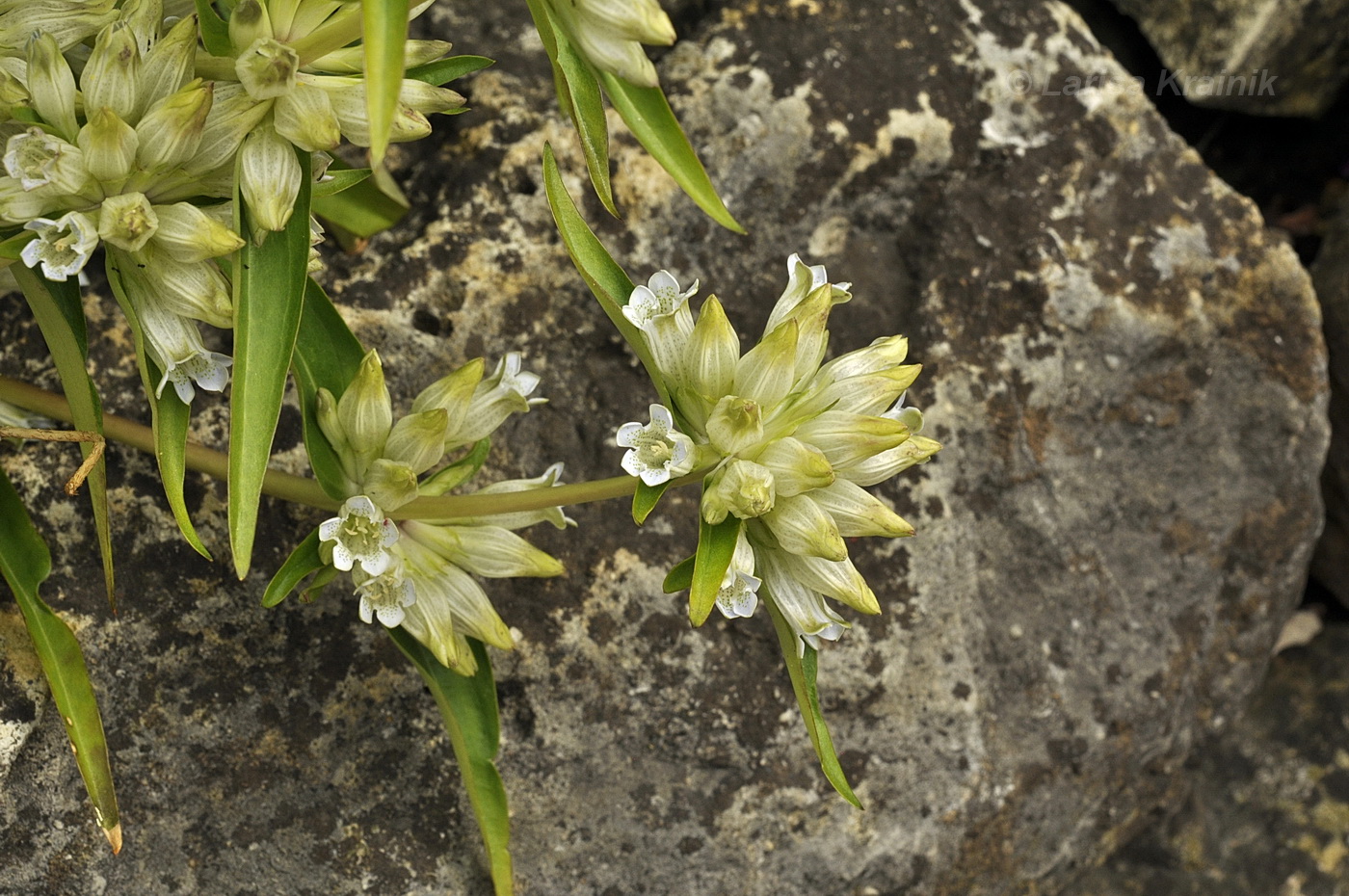 Image of Gentiana olgae specimen.