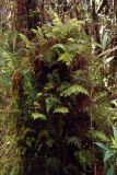 семейство Hymenophyllaceae. Вегетирующее растение. Папуа Новая Гвинея, регион Уэстерн-Хайлендс, окр. Camp JJ Komane mambuno. 20.08.2009.