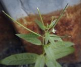Epilobium pseudorubescens. Верхушка цветущего растения. Пермский край, г. Пермь, Свердловский р-н, хоз. двор муниципального предприятия. 02.09.2022.