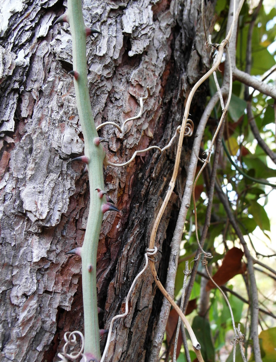 Image of Smilax aspera specimen.