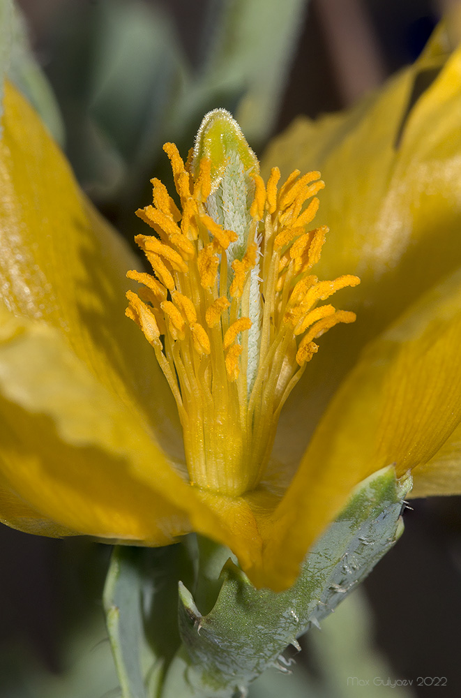 Image of Glaucium flavum specimen.