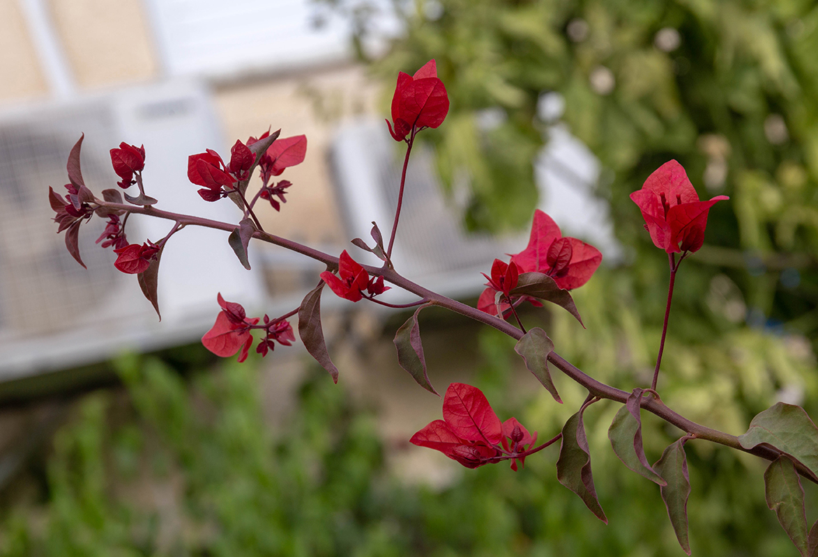 Изображение особи род Bougainvillea.