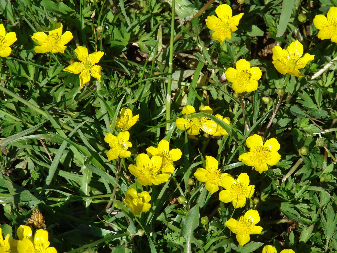 Изображение особи Ranunculus repens.