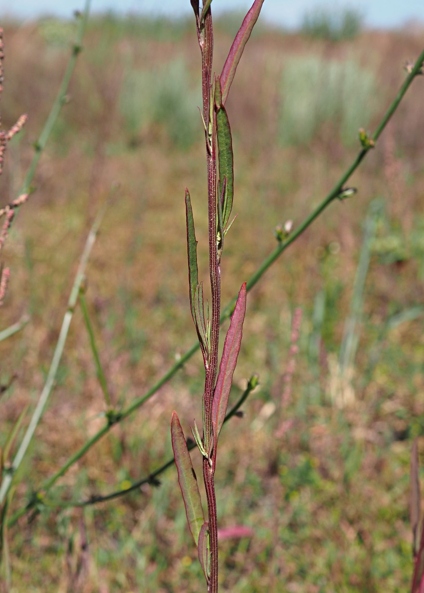 Изображение особи Atriplex patens.