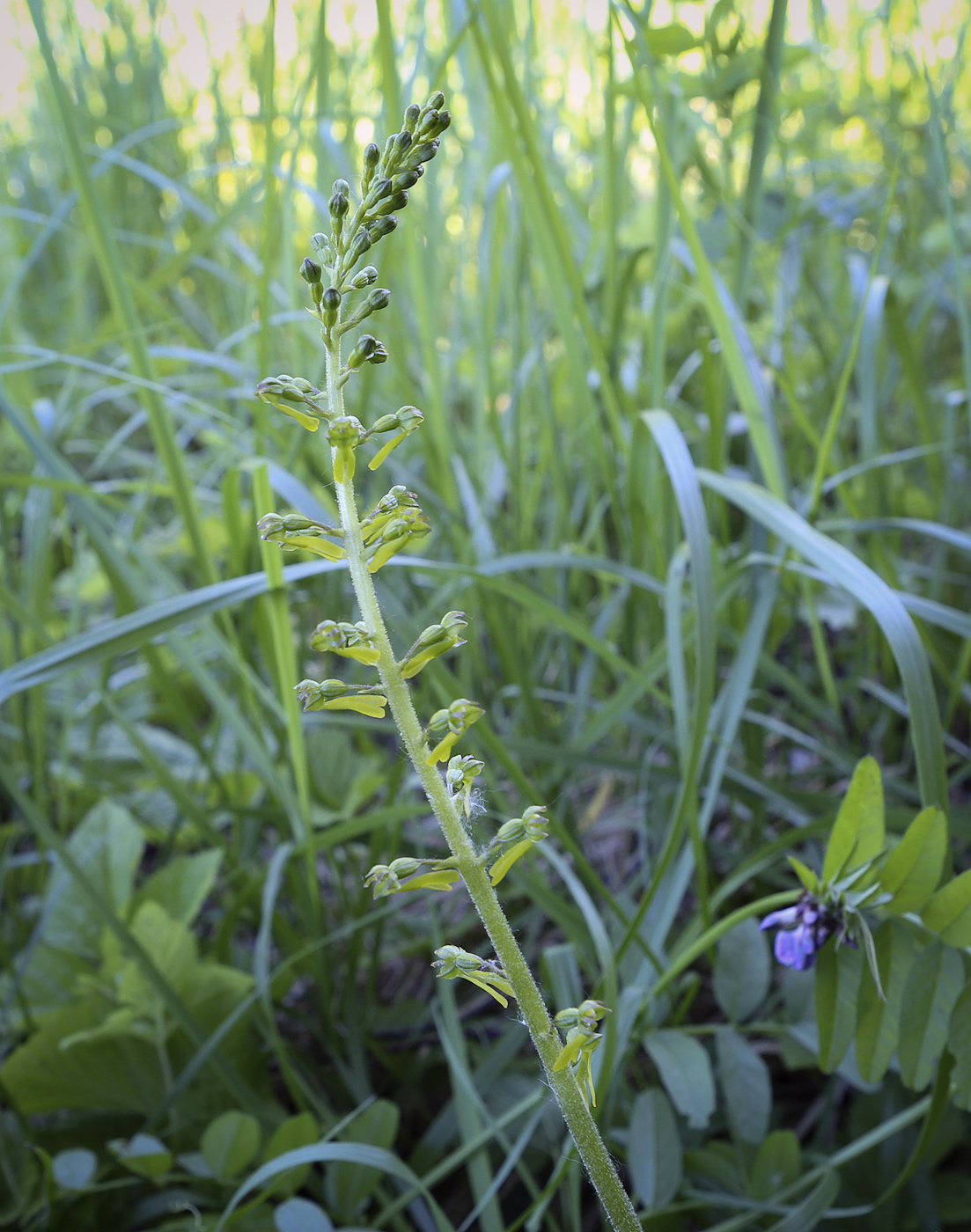 Изображение особи Listera ovata.