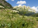 Heracleum ponticum. Верхушки побегов с соцветиями. Карачаево-Черкесия, Урупский р-н, Кавказский биосферный заповедник, Имеретинское ущелье, ≈ 1900 м н.у.м., субальпийский луг. 30.07.2022.