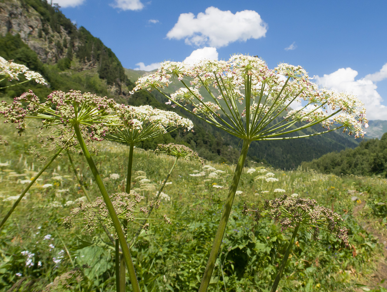 Изображение особи Heracleum ponticum.