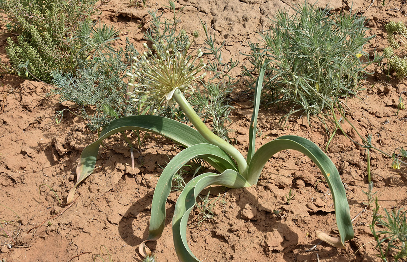 Image of Allium caspium specimen.