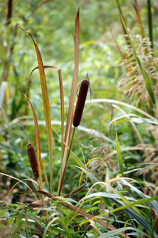 Image of Typha elata specimen.