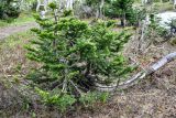 Abies sibirica