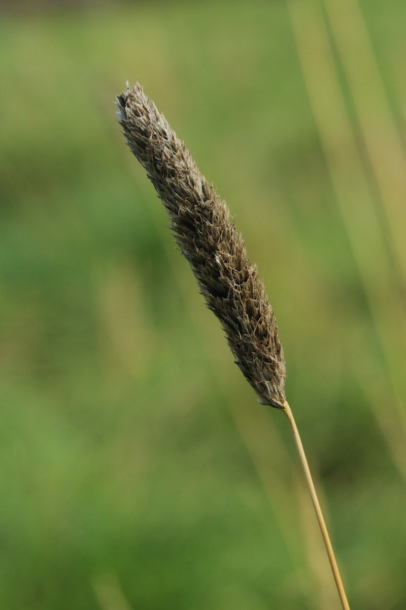 Изображение особи Alopecurus arundinaceus.