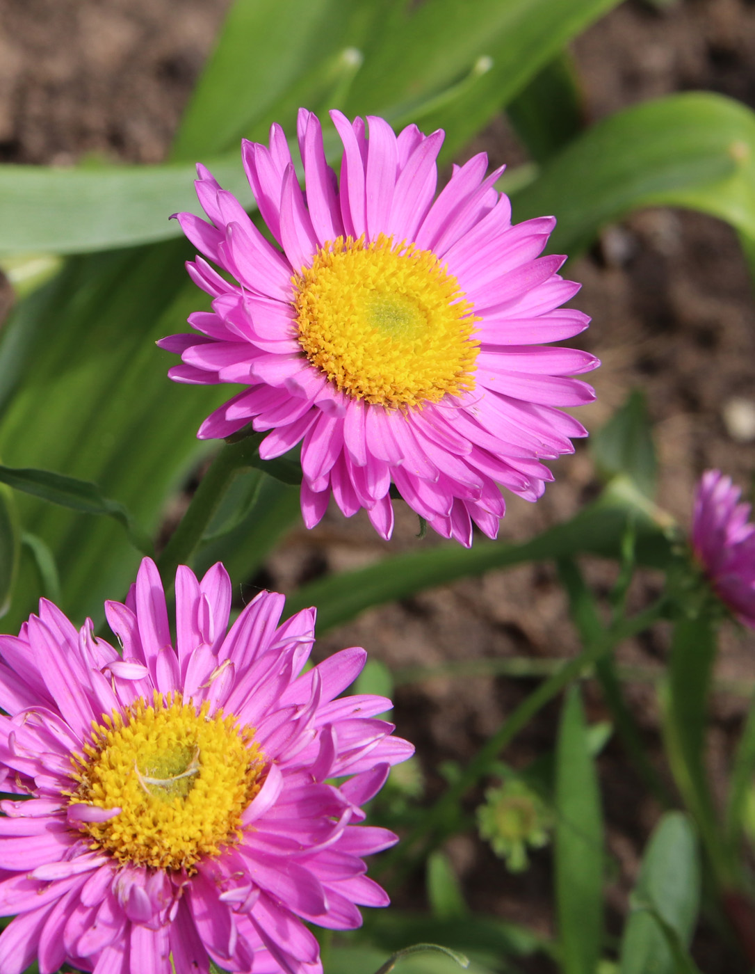 Изображение особи Aster alpinus.