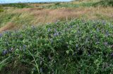 Vicia japonica