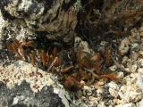 Selaginella rupestris. Вегетирующее растение. Магаданская обл., Ольский р-н, бассейн р. Омчик, р. Верхний Омчик, скальные выходы на щебнистой верхушке сопки. 22.06.2013.