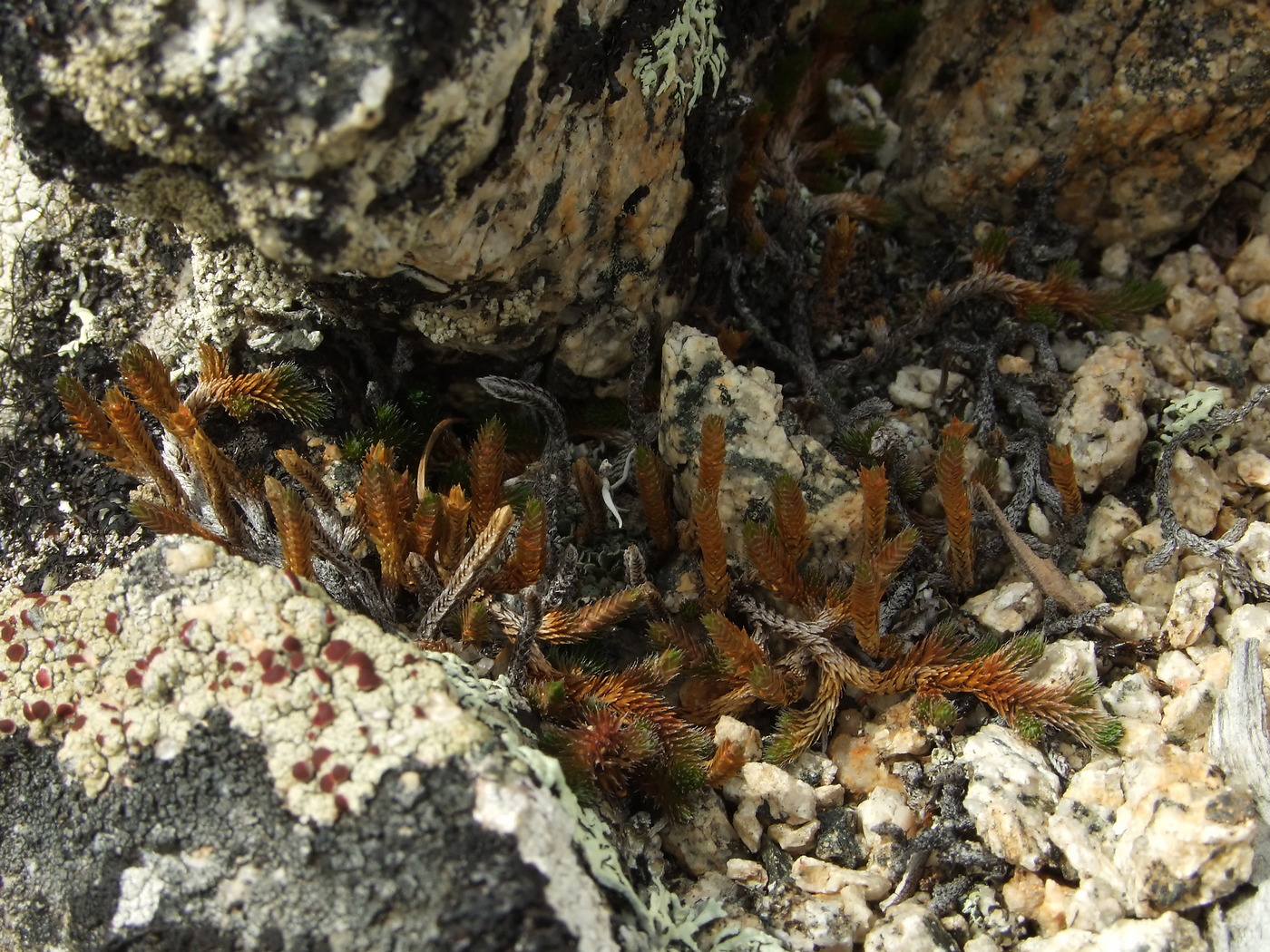Изображение особи Selaginella rupestris.
