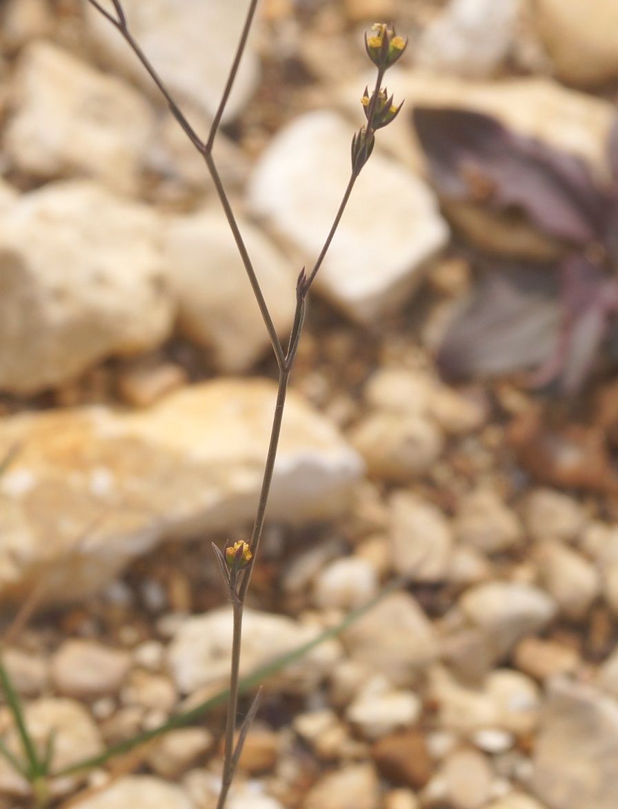 Image of Bupleurum tenuissimum specimen.