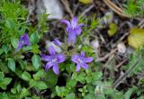 Campanula lingulata. Соцветие. Сербия, горный массив Златибор, гора Шарган, железная дорога \"Шарганская Восьмёрка\", каменистый склон. 12.07.2019.