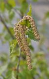 Betula × zabelii