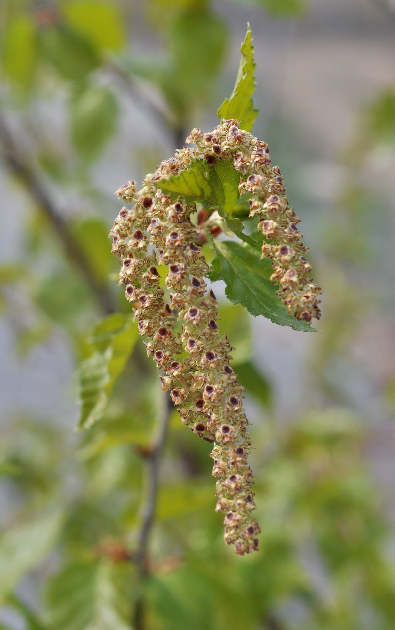 Image of Betula &times; zabelii specimen.