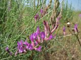 Astragalus varius. Соцветие. Украина, Донецкая обл., окр. г. Новоазовск, НПП \"Меотида\", песчано-ракушечниковая терраса Азовского моря. 04.06.2010.