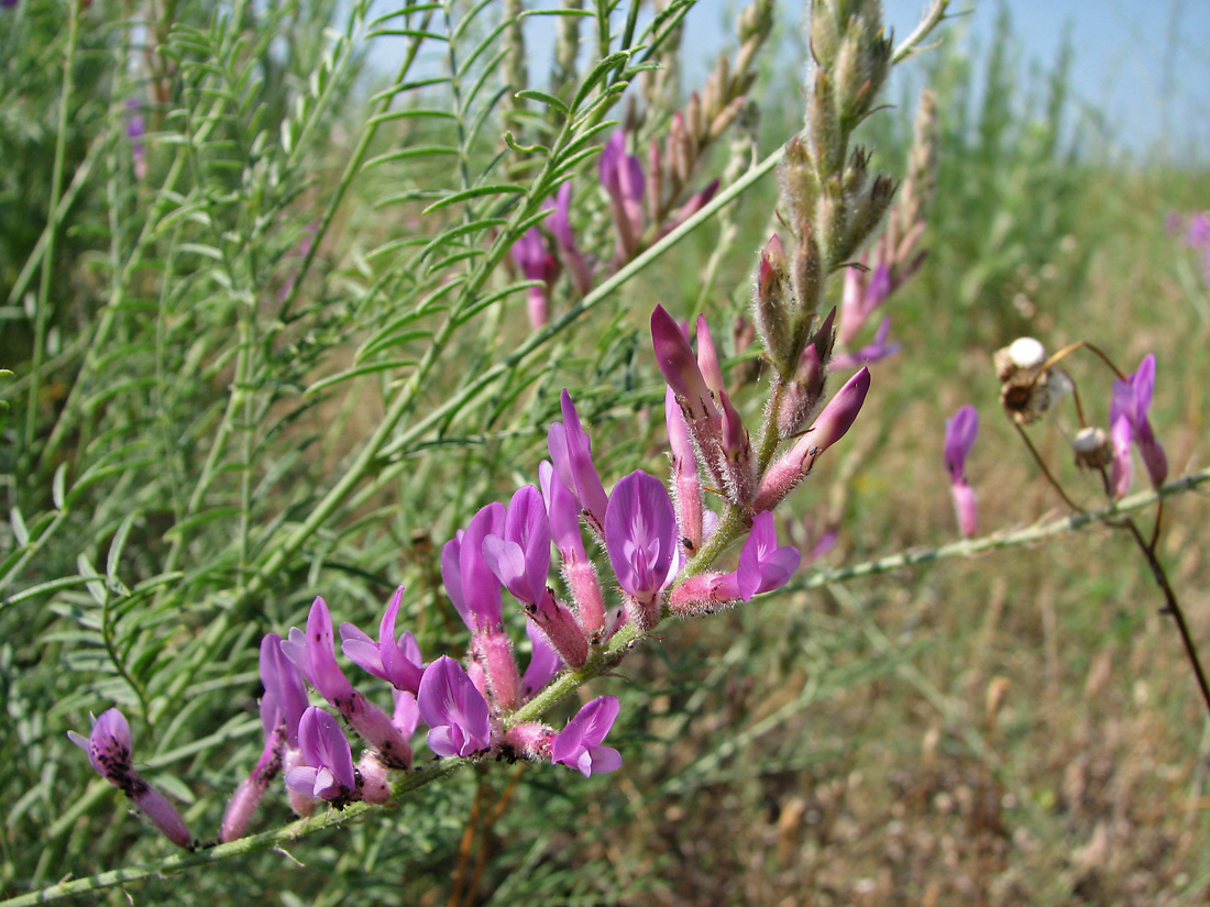 Изображение особи Astragalus varius.