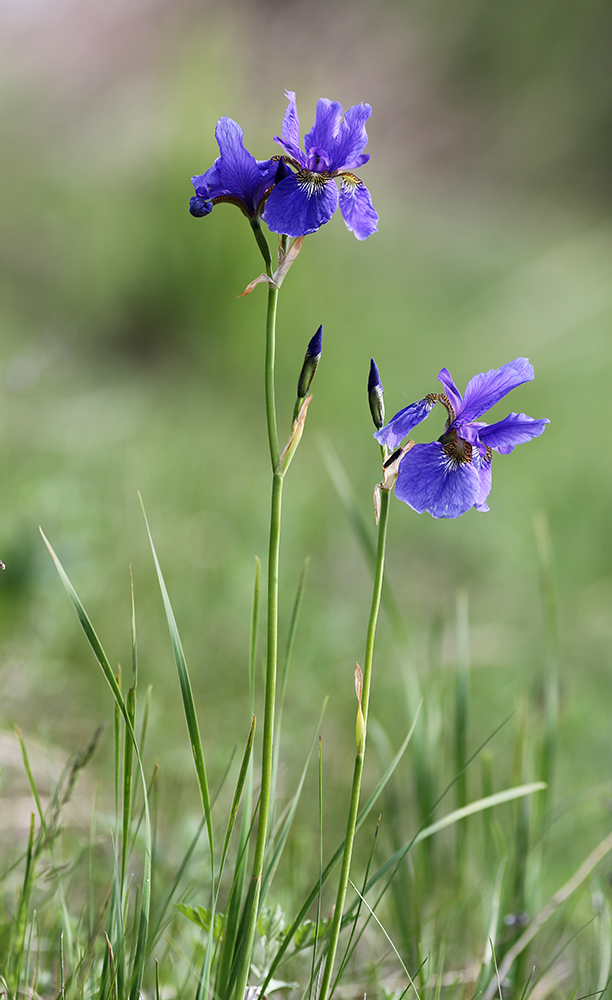 Image of Iris sanguinea specimen.