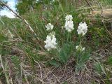 Oxytropis recognita