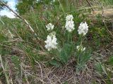 genus Oxytropis