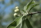 Pyrus salicifolia. Верхушка побега с бутонизирующим соцветием. Санкт-Петербург, Фрунзенский р-н, парк \"Яблоневый сад\", в культуре. 14.05.2023.