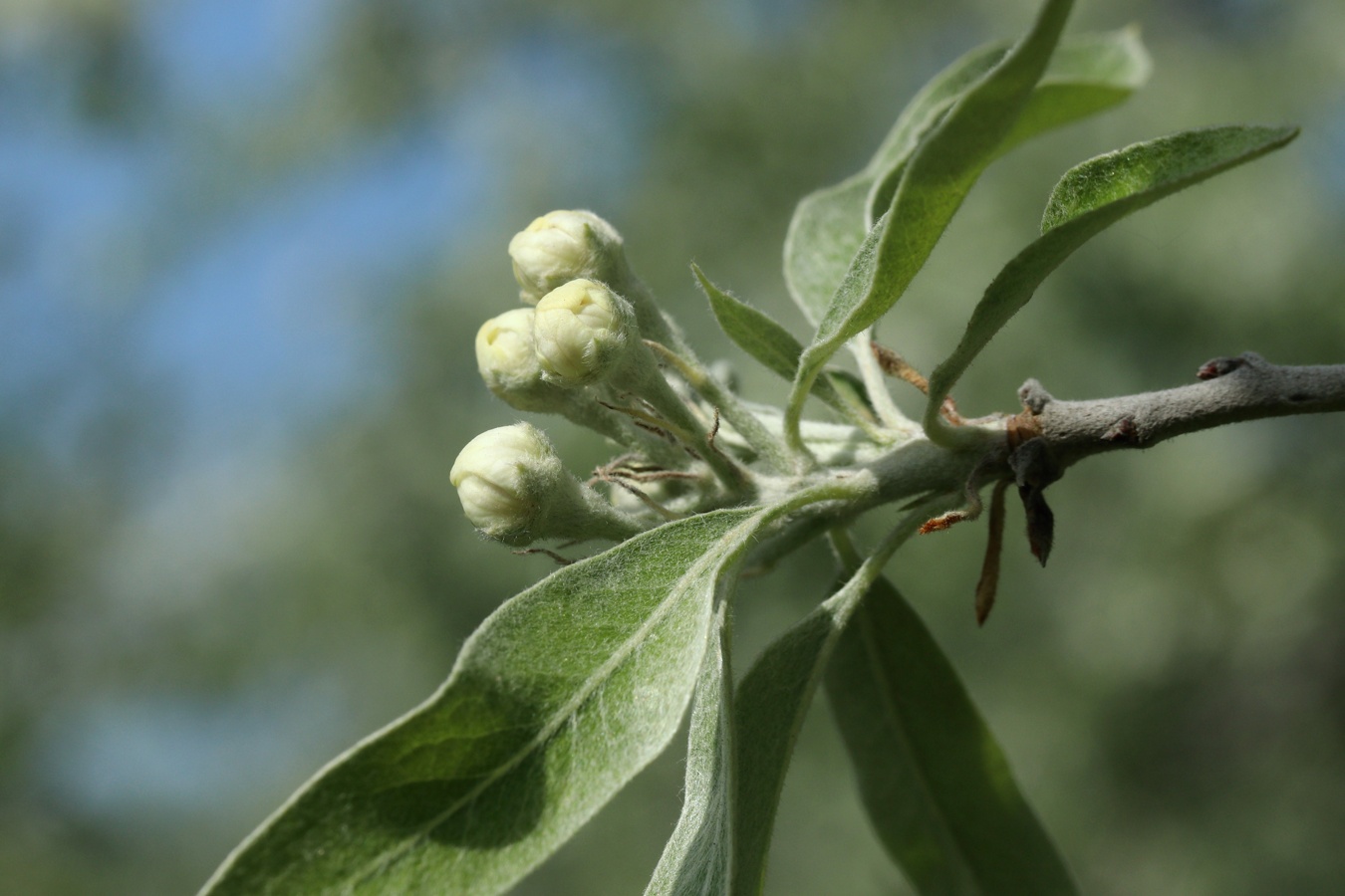 Image of Pyrus salicifolia specimen.