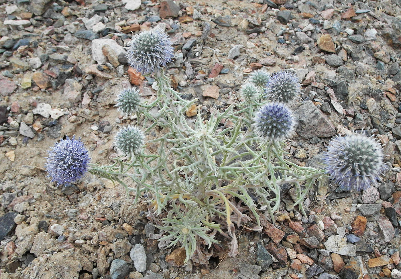 Изображение особи Echinops nanus.