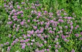 Trifolium pratense