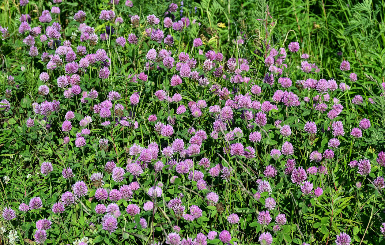 Изображение особи Trifolium pratense.