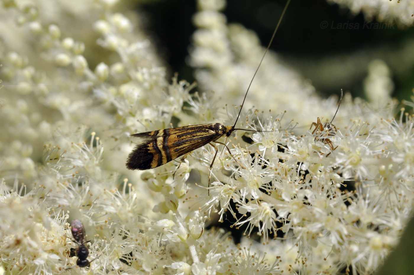 Image of Aruncus dioicus specimen.