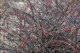 Berberis thunbergii