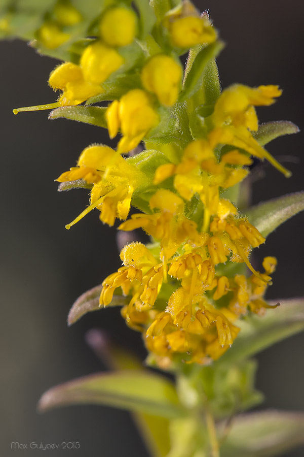 Image of Orthanthella lutea specimen.