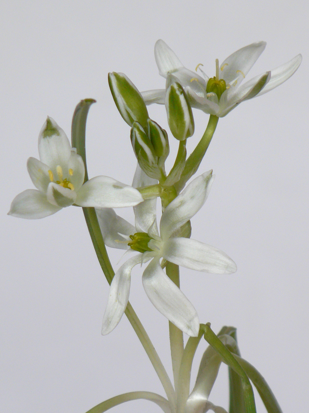 Изображение особи Ornithogalum umbellatum.