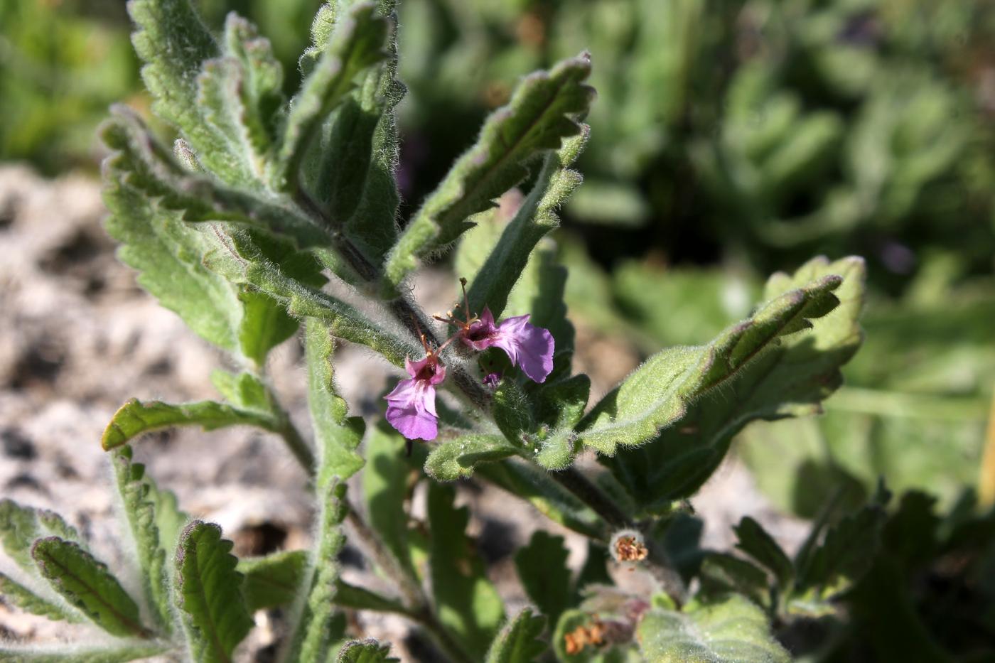 Изображение особи Teucrium scordioides.
